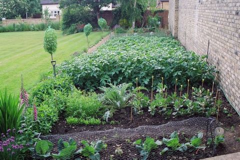  photo how-to-grow-a-vegetable-garden_zps6ad858ca.jpg
