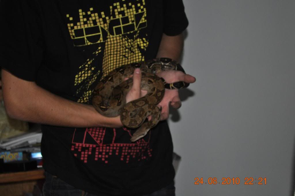 black boa? Page 4 Reptile Forums