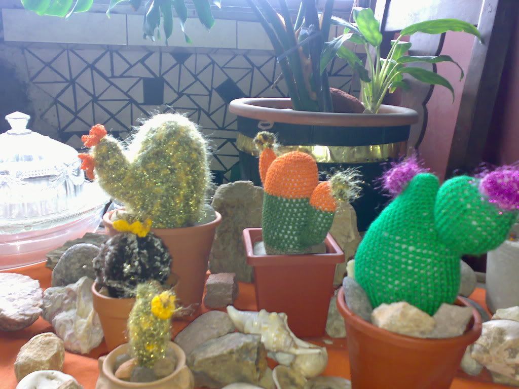 cactus cactus