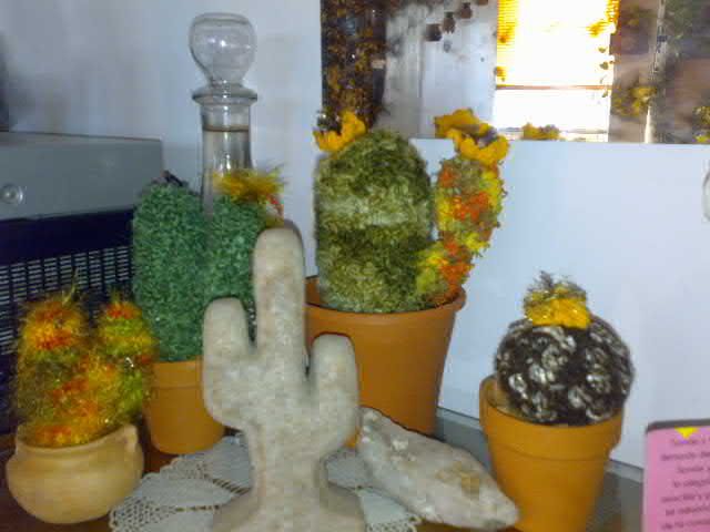 cactus cactus