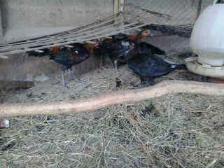 Gà PERU - ASILL - Vẩy Rồng - 1