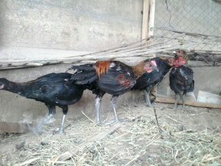 Gà PERU - ASILL - Vẩy Rồng - 2