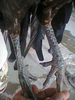 Bán giá thanh lý gà trống Peru tơ - 2