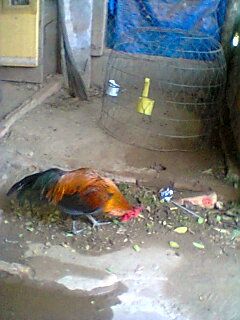 Bán giá thanh lý gà trống Peru tơ - 1