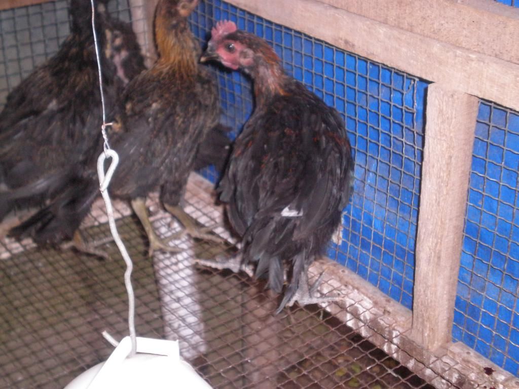 P2010007_zpsce22b7b0.jpg P2010007_zpsce22b7b0.jpg
