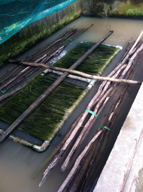 KInh nghiệm nuôi Lươn