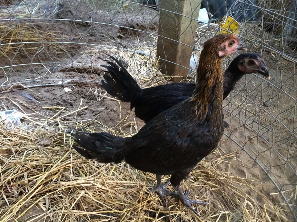 Gà PERU - ASILL - Vẩy Rồng