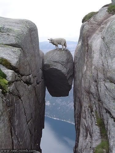Curious Photo Picture