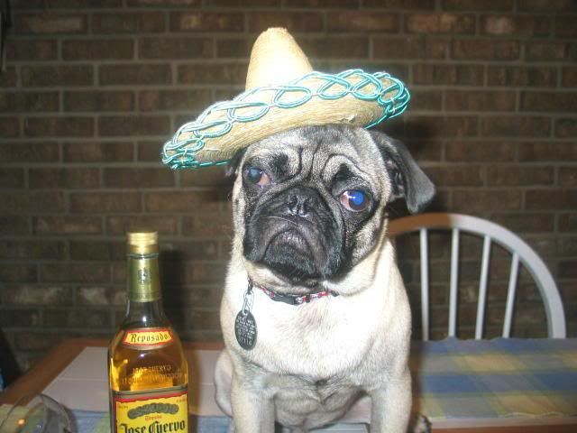 dog-wearing-sombrero-mexican-costume-1298640064o.jpg