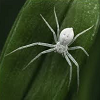 Spiderweb Avatar