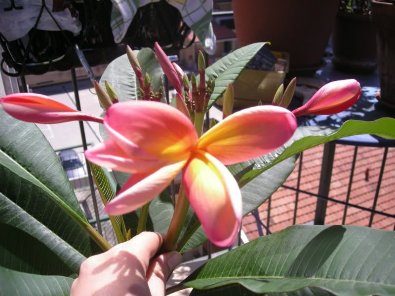 Plumeria in fiore! Pictures, Images and Photos