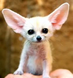 Fennec Fox Pictures, Images and Photos