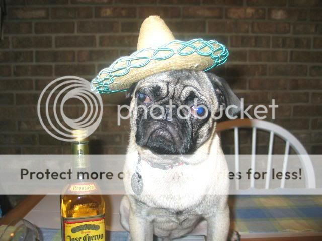 dog-wearing-sombrero-mexican-costume-1298640064o.jpg